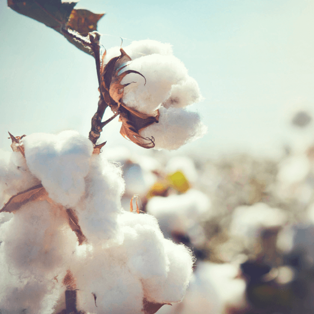 Photo of cotton